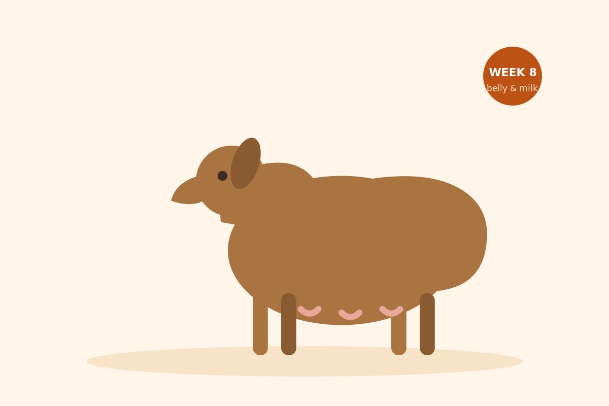 Side profile of a dog in week 8 of pregnancy showing a rounded belly and developed mammary glands